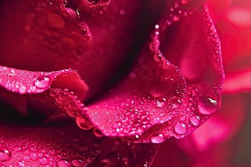 ROSE WATER